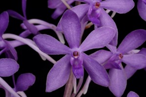 Vandachostylis Deep Blue Seas Blue Pearl AM/AOS 81 pts.